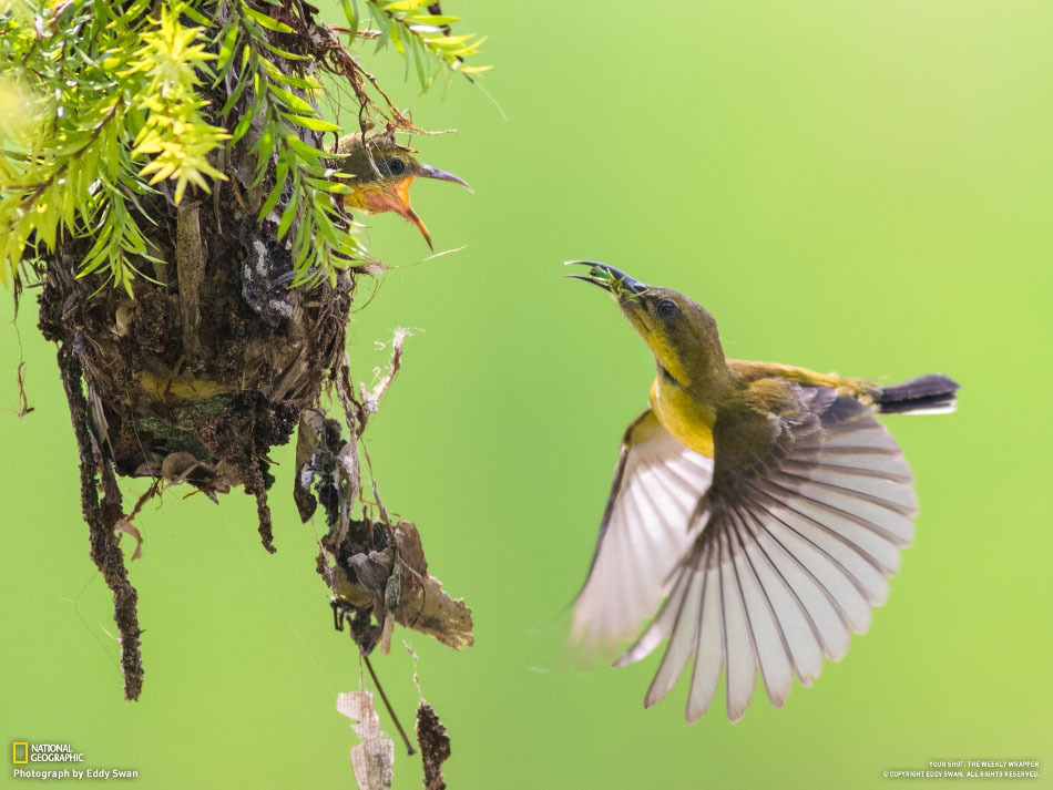 National-Geographic-16-2