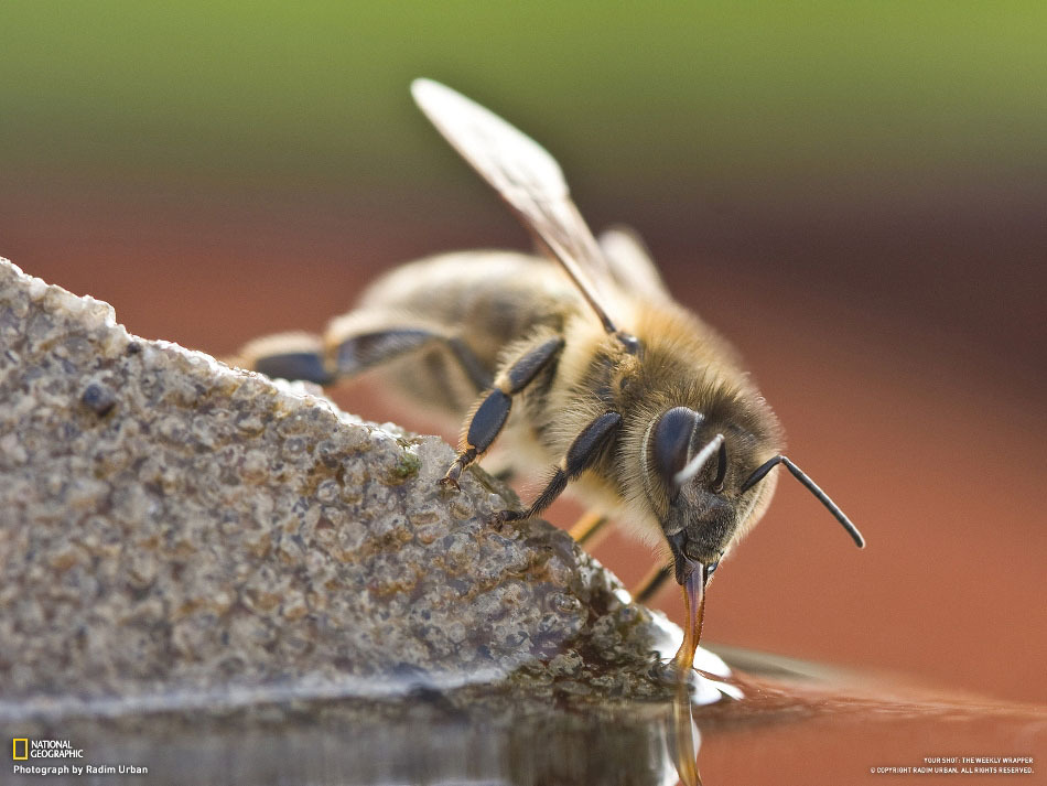 National-Geographic-16-5