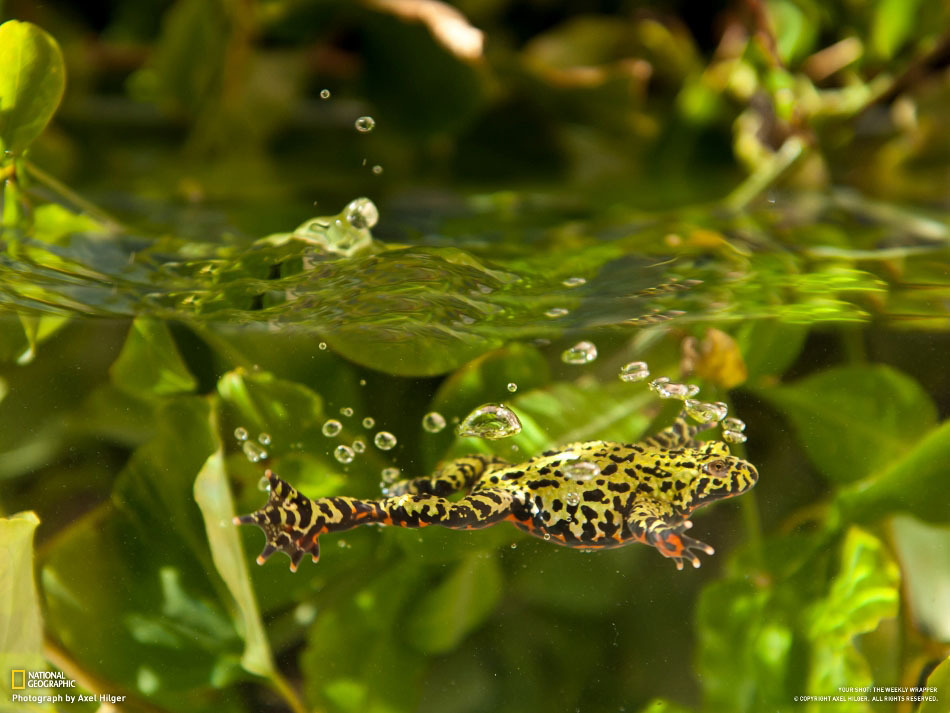 National-Geographic-17-4