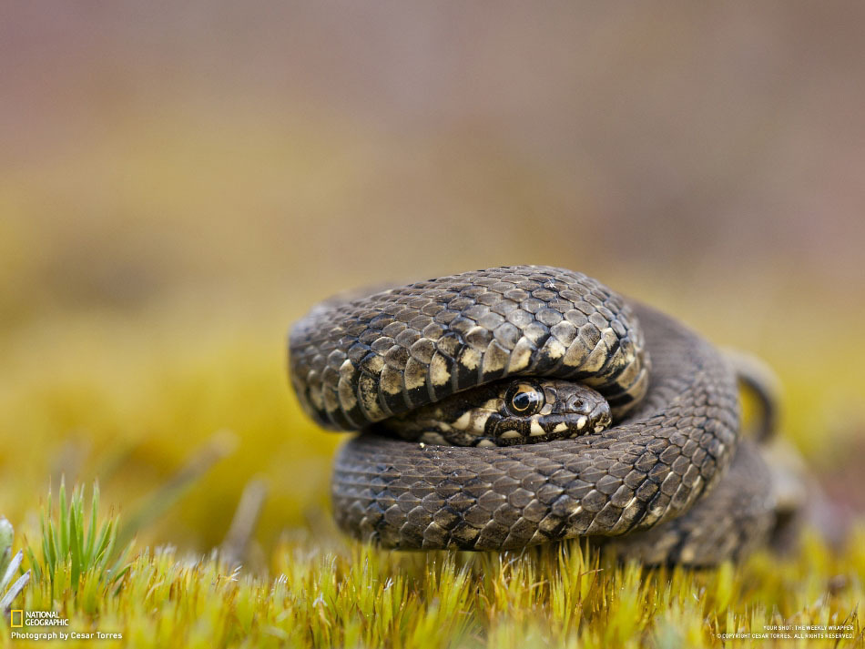 National-Geographic-17-5