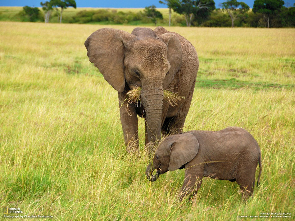 National-Geographic-17-7